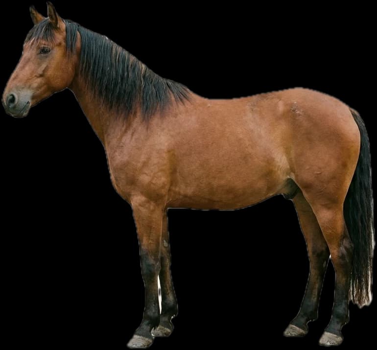 Äquiden