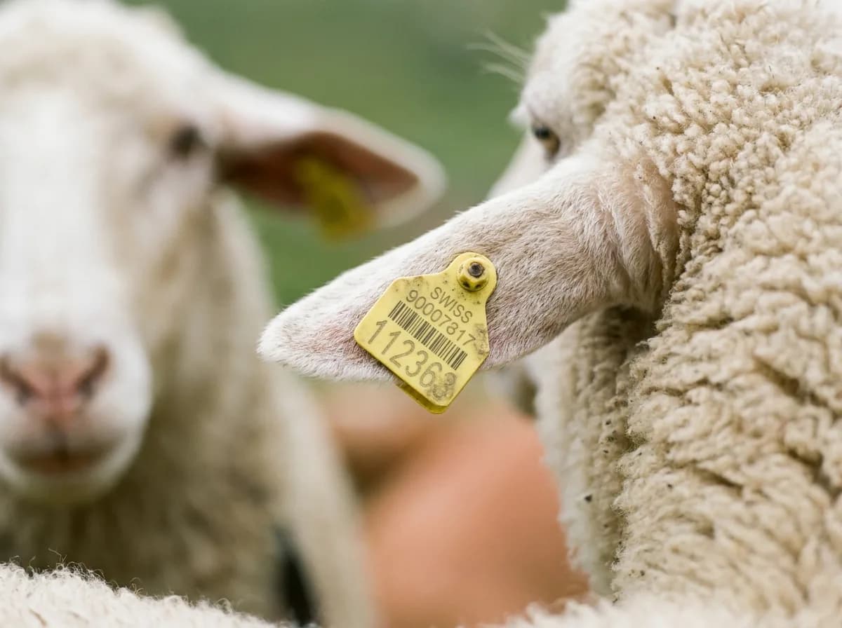 Gelbe Schweizer Ohrmarke am Ohr eines Schafs