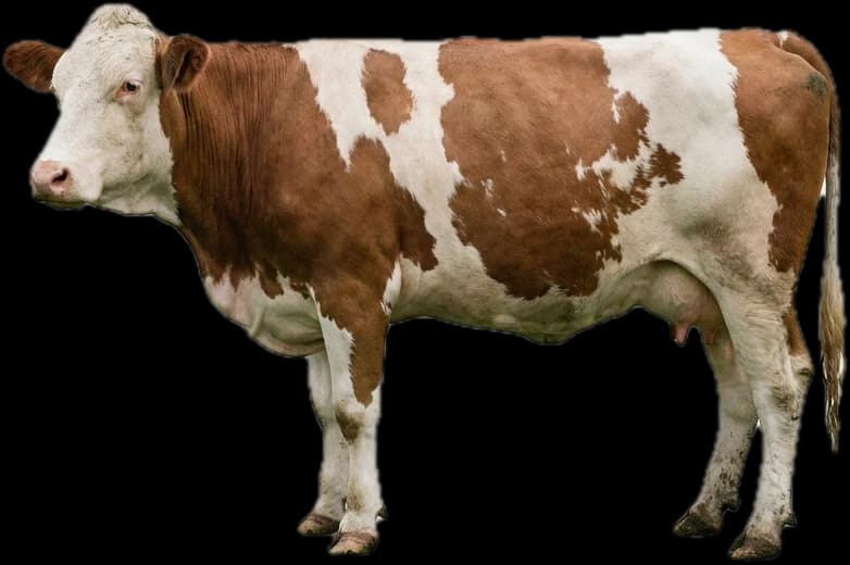 Cattle