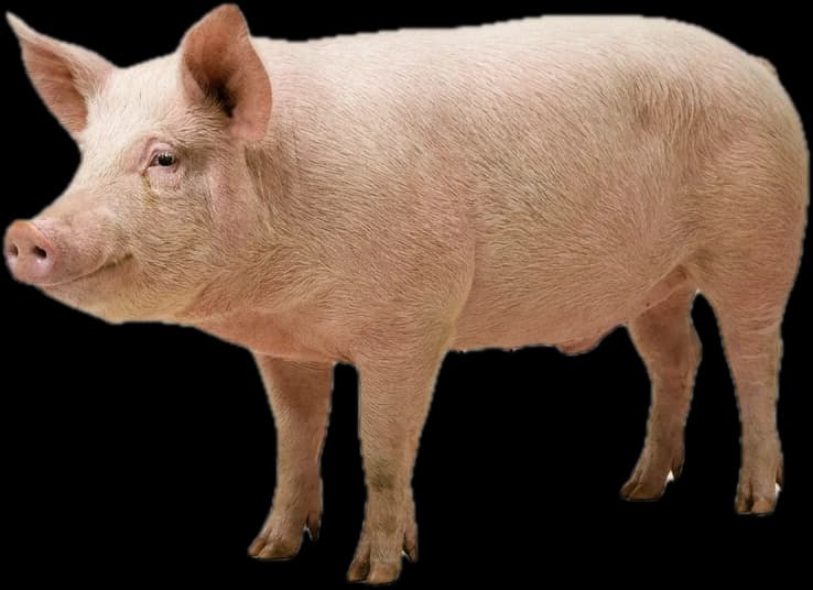 Pigs